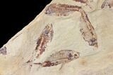 Fossil Fish (Gosiutichthys) Mortality Plate - Lake Gosiute #130014-1